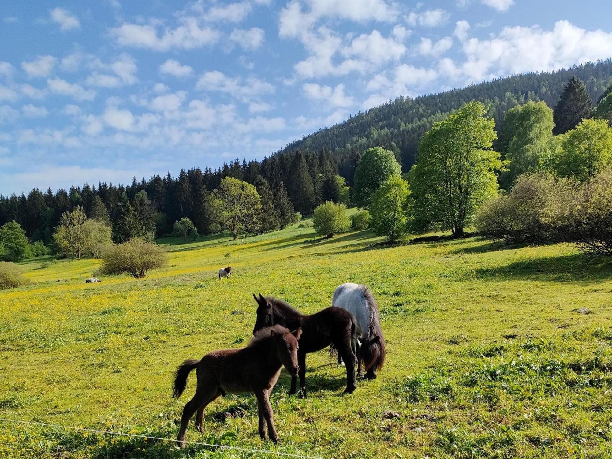 Vacation Home Am Hermannsberg, Oberschoenau Oberschonau 外观 照片